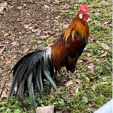 長鳴鶏奉納のコラムがnoteでも読んでいただけるようになりました